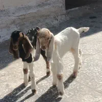 کهره شیری و بره شیری همه نژاد|حیوانات مزرعه|شیراز, بید زرد|دیوار