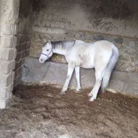 اسب|اسب و تجهیزات اسبسواری|بروجن, |دیوار