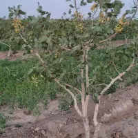 استخدام کارگر کشاورزی