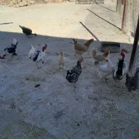 مرغ محلی دیلگونی وگلین|حیوانات مزرعه|سوق, |دیوار