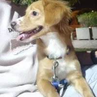 گلد جذاب|سگ|شیراز, نصر|دیوار