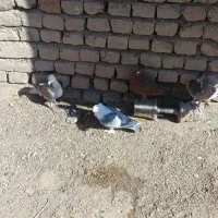 کفتر راعبی و ساتن وقوره گی|پرنده|قائن, |دیوار