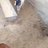 فروش بزغاله نر