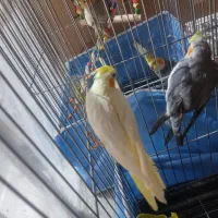 عروس هلندی نر وماده