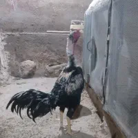 جوجه اوشامو اصیل و با اصالت