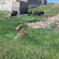 سگ گله