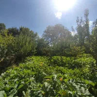 باغ ویلایی|فروش خانه و ویلا|باسمنج, |دیوار