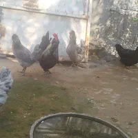 مرغ و خروس فروشی