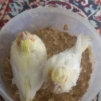 جوجه عروس هلندی