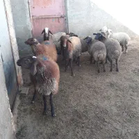 ۹ عدد بره ۵ تا ماده ۴ تا نر|حیوانات مزرعه|گل تپه, |دیوار