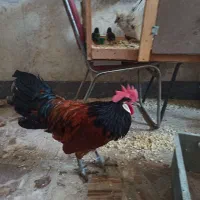 مرغ و خروس ورورک