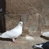 کبوتر یاکفتر|پرنده|رشت, حافظ آباد|دیوار