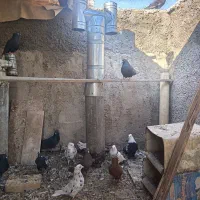 دسته کبوتر رنگی|پرنده|شهرضا, |دیوار