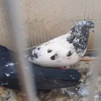 کبوترنوک ریز|پرنده|بندرعباس, |دیوار