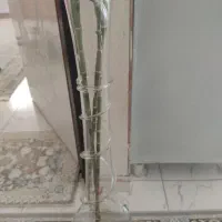 گل سانسوریا|گل و گیاه طبیعی|سنندج, |دیوار