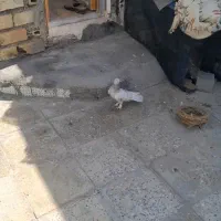 کبوتر گوم شده  جایزه داره|حیوانات|دوگنبدان, |دیوار