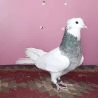 ده عدد طوقی|پرنده|اصفهان, بوستان زاینده رود|دیوار