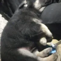 سگ ژرمن ۲ماه واکسن زده قرص انگلم خورده