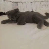 بچه گربه اسکاتیش فولد|گربه|پردیس, فاز ۹|دیوار