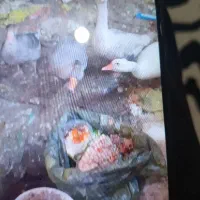 چهار عدد غاز