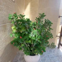 گل زیبا ی مرجان|گل و گیاه طبیعی|سنندج, |دیوار