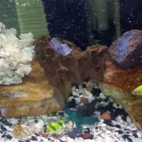 اِکواریوم باتمامیلوازم لوکسوماهی|ماهی|تبریز, |دیوار