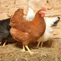 مرغ تخم گذار