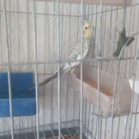 عروس هلندی سرتخم