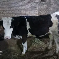 یک عدد گاو گوشتی جوان|حیوانات مزرعه|سراب, |دیوار