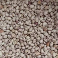 لوبیا چیتی درجه یک سرحد|خوردنی و آشامیدنی|شیراز, سعدیه شمالی|دیوار