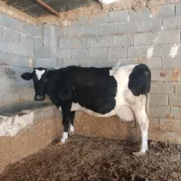 گاو گوساله|حیوانات مزرعه|کامفیروز, |دیوار