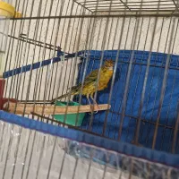 قناری|پرنده|مرودشت, ژیان|دیوار