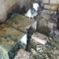 طوق هفت رنگ|پرنده|بیرجند, |دیوار