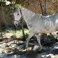 اسب فروشی|اسب و تجهیزات اسبسواری|اراک, |دیوار