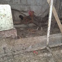 ۳تا مرغ خانکی