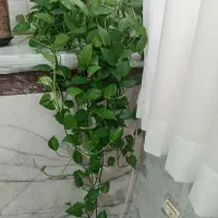 گل طبیعی زیبا شاداب