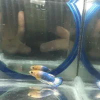 فروش ویژه ماهی فایتر|ماهی|رشت, کاکتوس|دیوار