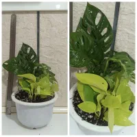 گل پتوس حصیری و پتوس نئون