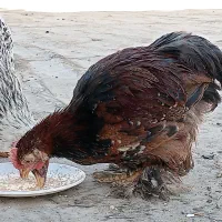 جوجه  مرغ و خروس  زینتی پرپا تخم گذار.