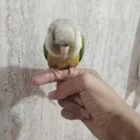 طوطی گرینچیگ بازیگوش|پرنده|زرند, |دیوار