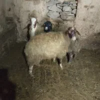 برە گوشتی و داشتی