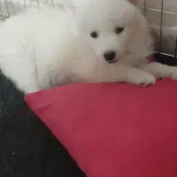 دوتا سگ نژاد هاسکی|سگ|چهارباغ, |دیوار