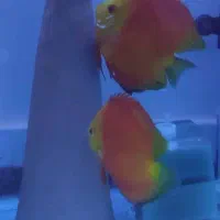 دیسکس مولد|ماهی|ری, شهید غیوری (ابن باویه)|دیوار