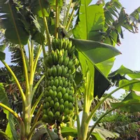 انوع نهال مرکبات و انبه و میوه های گرم سیری|خدمات باغبانی و درختکاری|بندرعباس, |دیوار