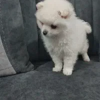 سگ کوچولو به نام تدی|سگ|گرگان, |دیوار