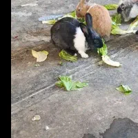 خرگوش