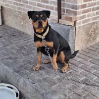 سگ روتوایلر