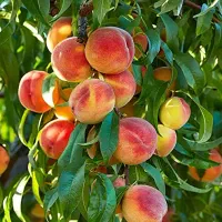 اجاره میوه های هلو زعفرانی هسته جدا کاردی شلیلو