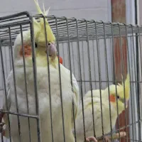 یه جفت عروس هلندی لوتینو