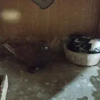 سه جفت کفتر دهن خورده به شرط|پرنده|قرچک, زیبا شهر|دیوار